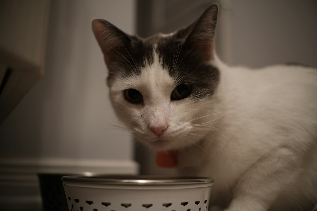 Black-and-white cat beside a food bowl