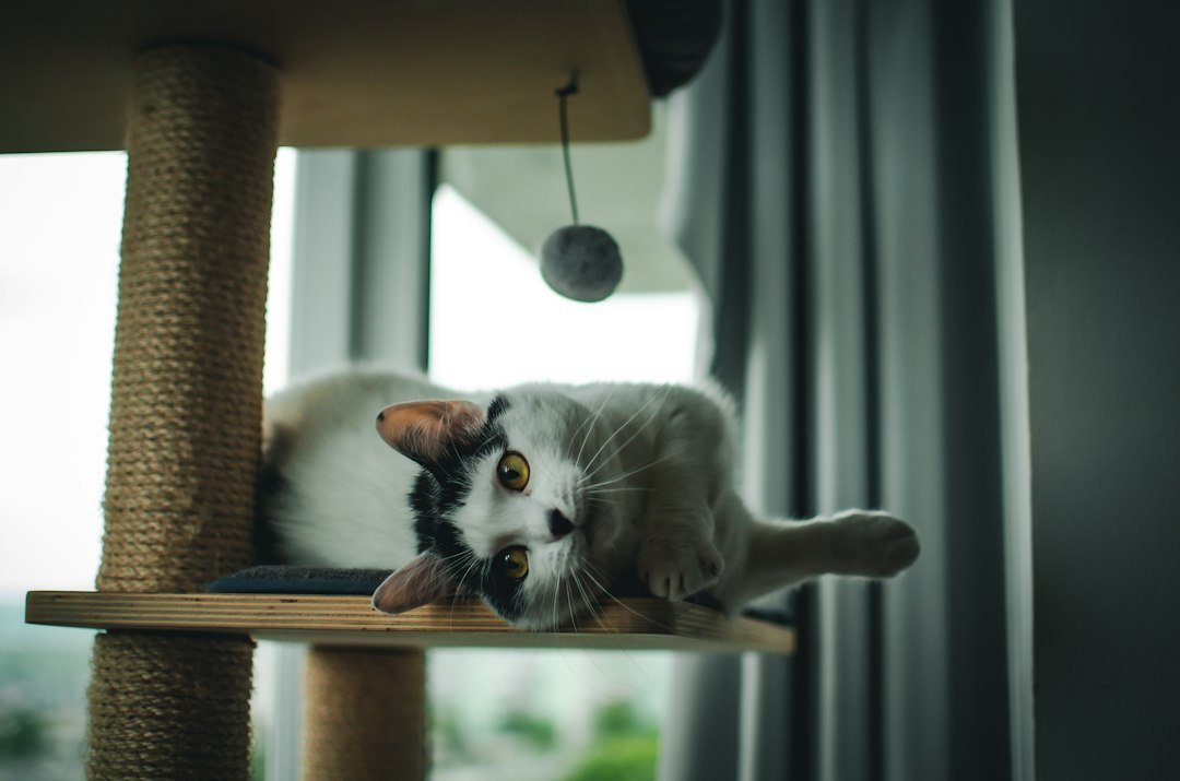 Black-and-white cat resting on a cat tree beside a rope-covered post