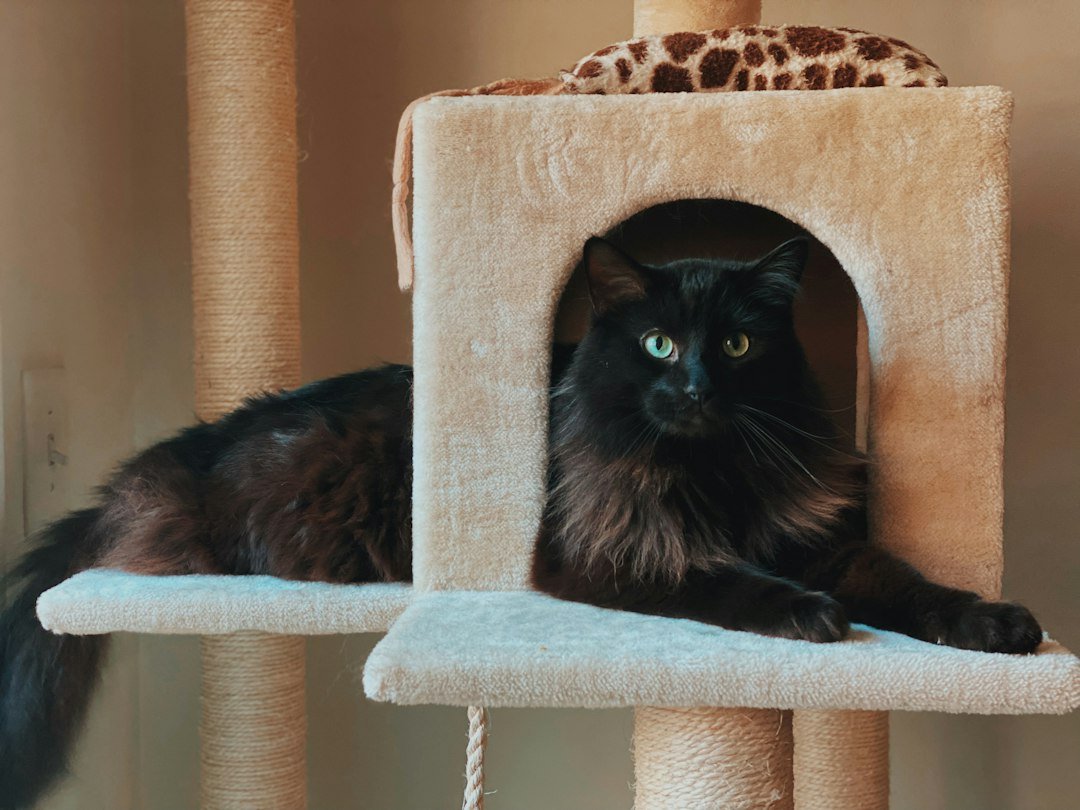 Black cat resting in the enclosed platform of a cat tree
