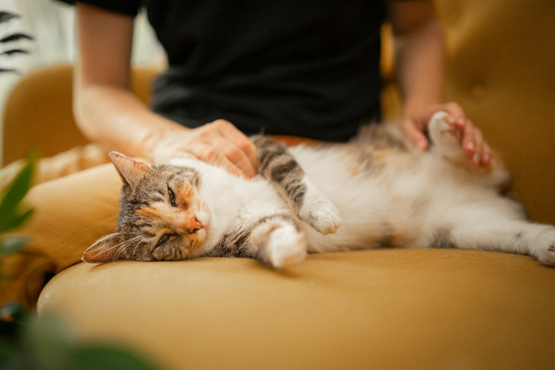 A person gently pets a relaxed cat on a sofa