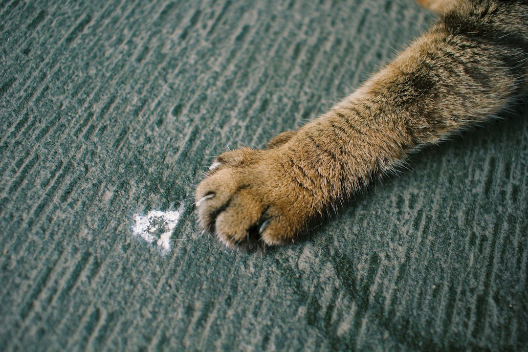 A tabby cat's front paw resting on a textured surface