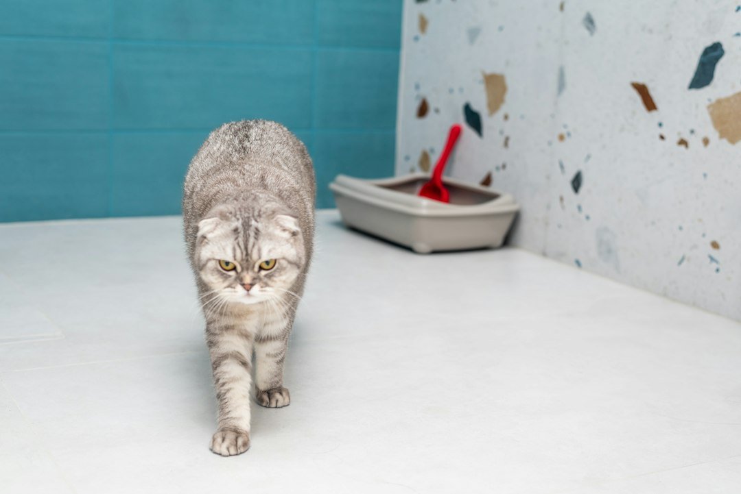 Gray cat walking across a clean floor with a litter tray and scoop in the background