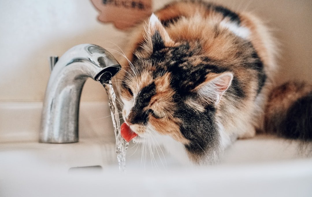 Long-haired calico cat lapping water from a running tap over a sink.