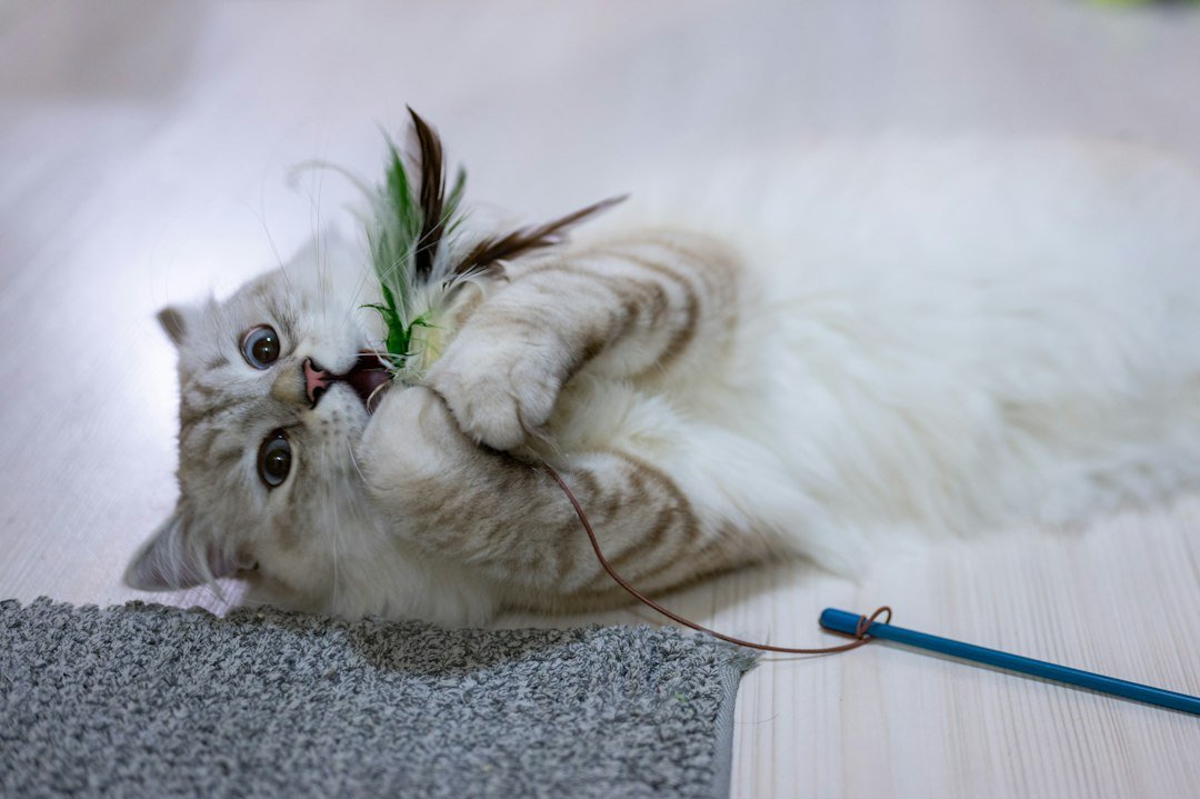 Cat holding a feather wand toy with its front paws