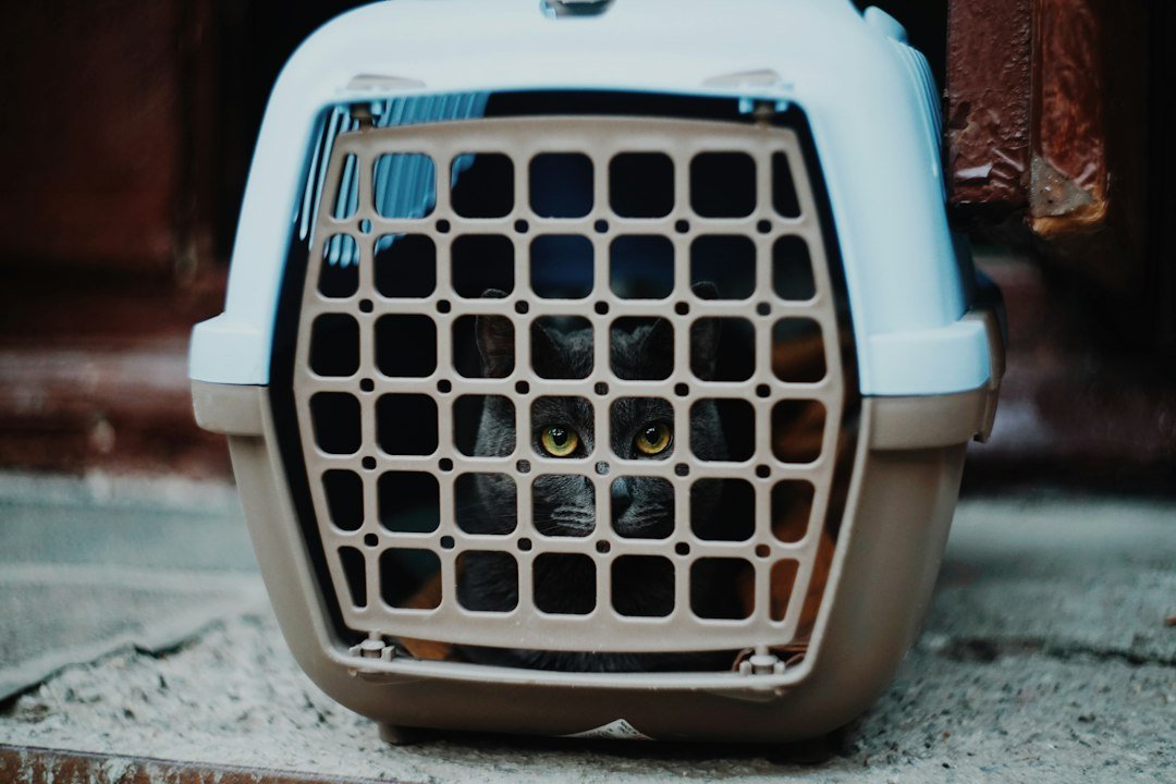 Cat looking through the front grille of a hard-sided carrier