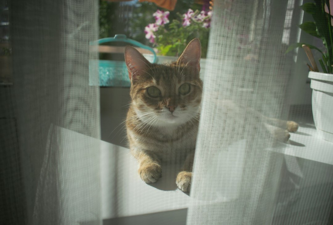 Tabby cat resting on an indoor windowsill behind a curtain