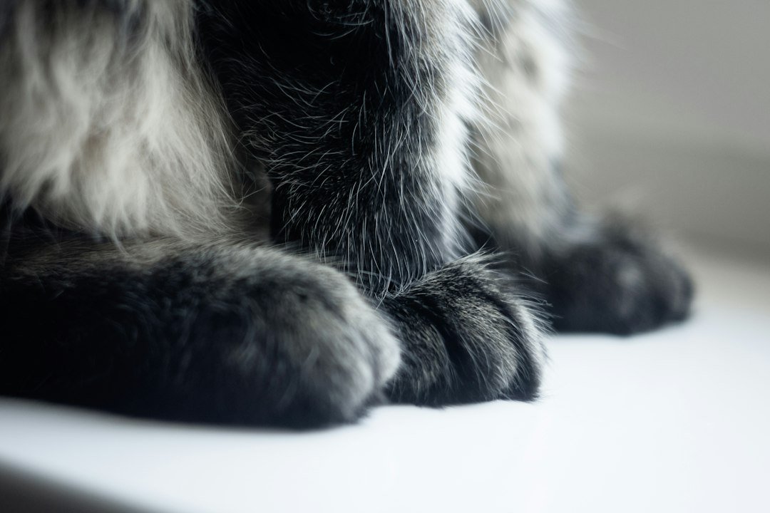 Close view of a cat's paws resting together