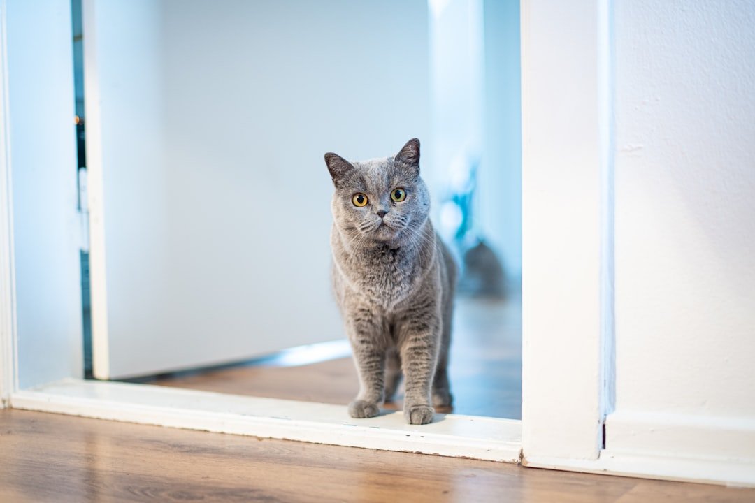 Grey cat standing in an open doorway between rooms