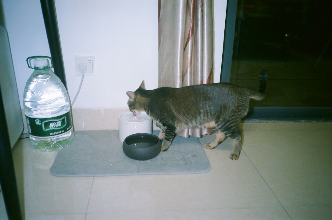 Tabby cat drinking at a white fountain beside a separate dark water bowl on a mat.