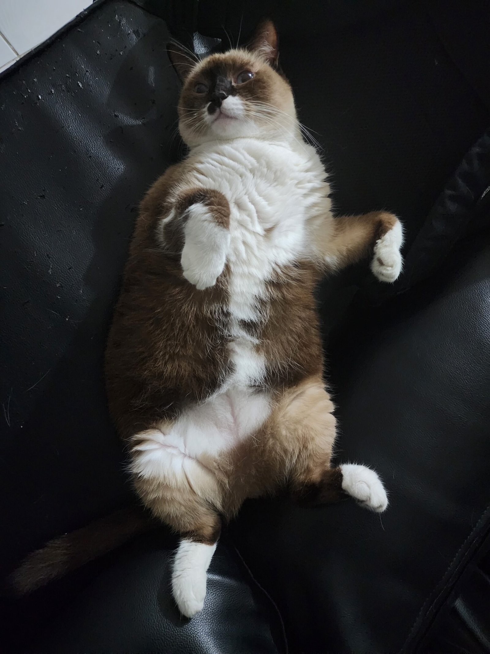 Ruby lying on a black sofa with the front paws curled.