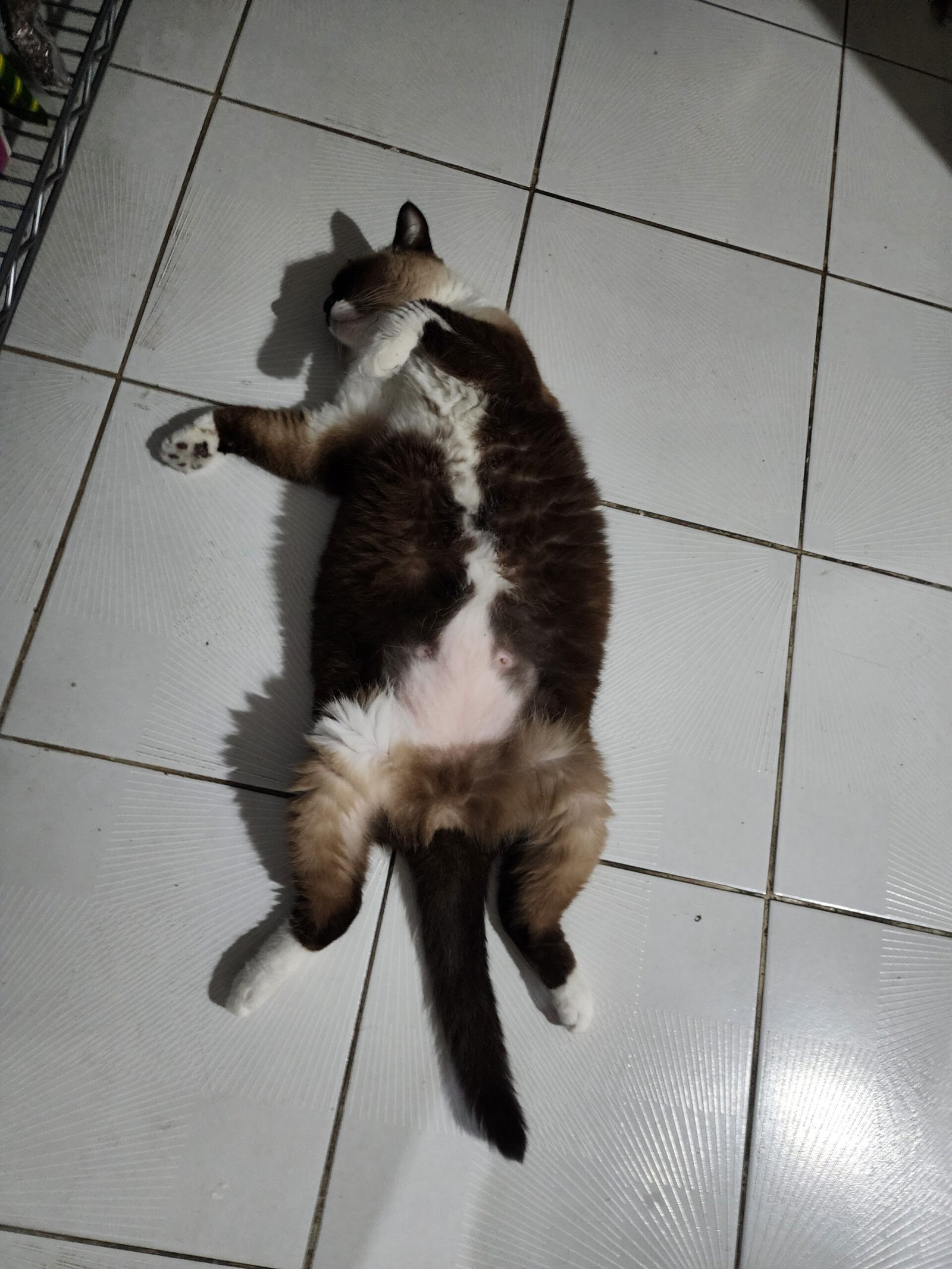 Ruby stretched out on a tiled floor with curled paws.