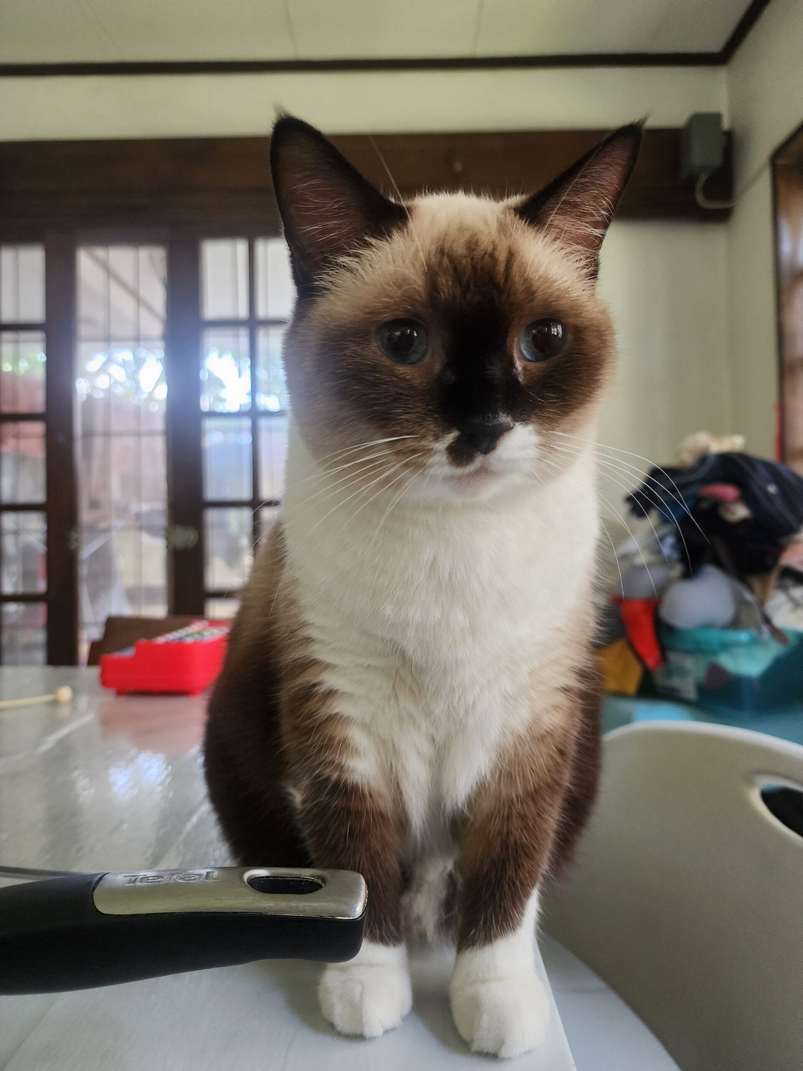 Ruby sitting upright at home.