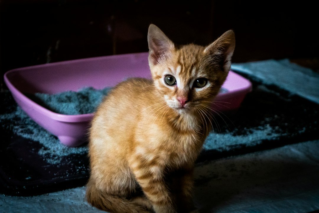 Orange kitten sitting beside a pink litter tray with scattered litter