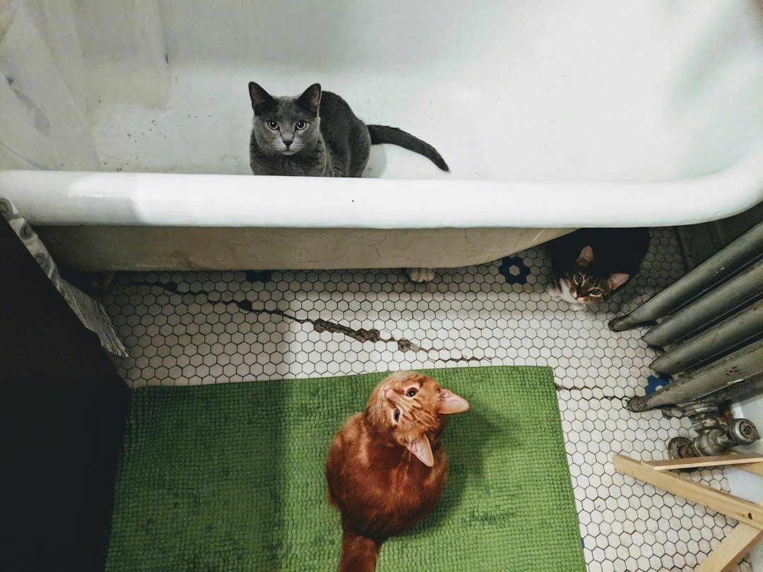 Three cats gathered in a tiled bathroom