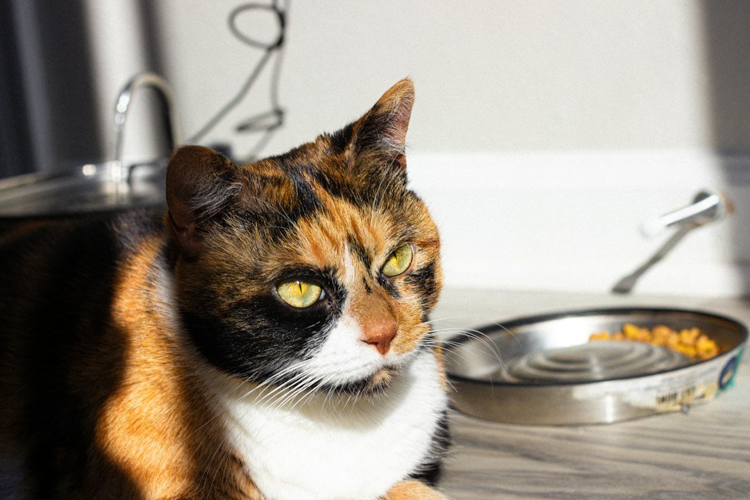 Illustrative calico cat sitting beside an empty food bowl