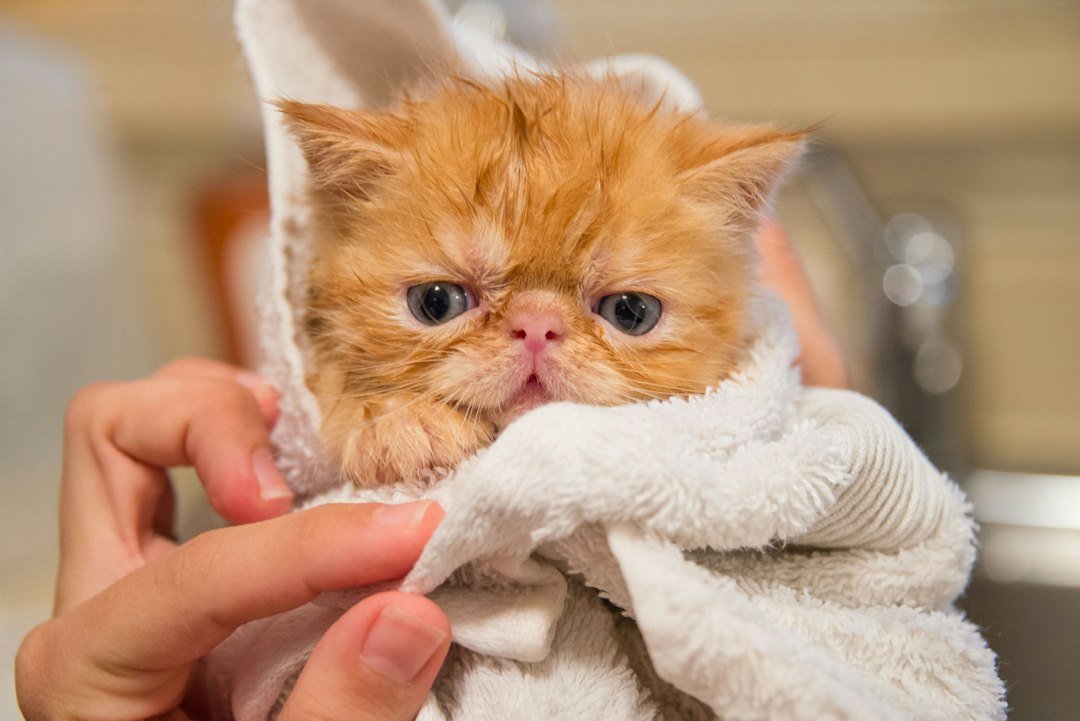 Gray cat with damp-looking fur standing on a towel