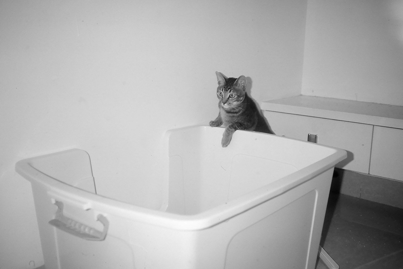 Tabby cat peeking over the edge of a large open plastic container