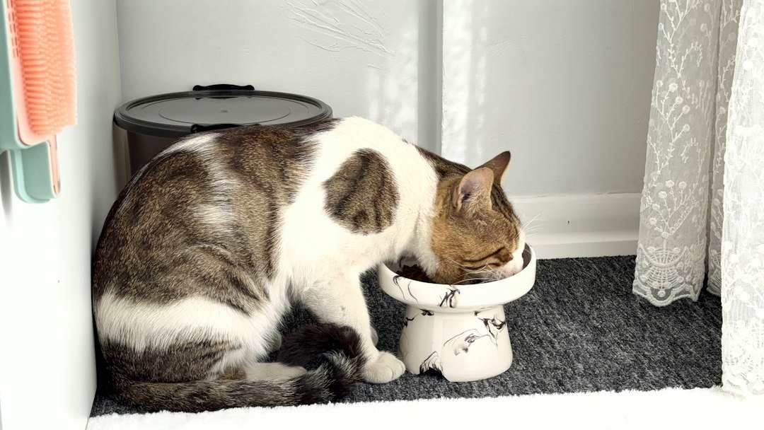 Illustrative tabby and white cat eating from a raised ceramic bowl