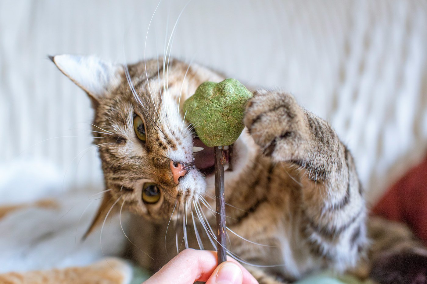 Illustrative stock photo of a cat gripping an interactive toy during supervised play