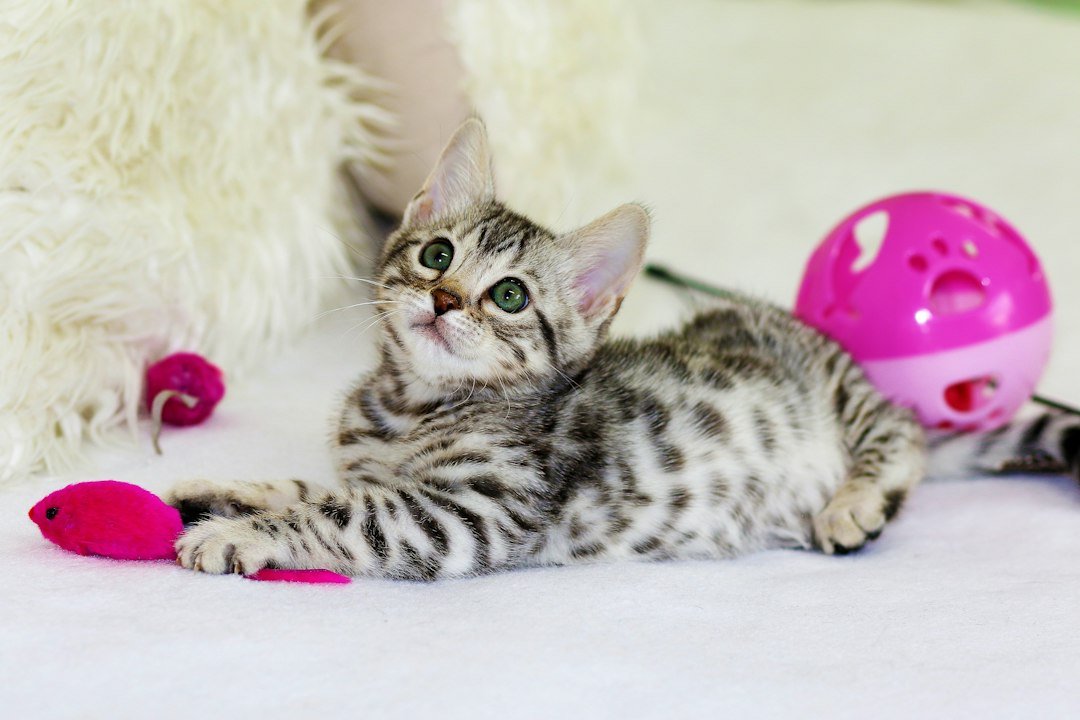 Cat reaching toward a small ball toy on the floor