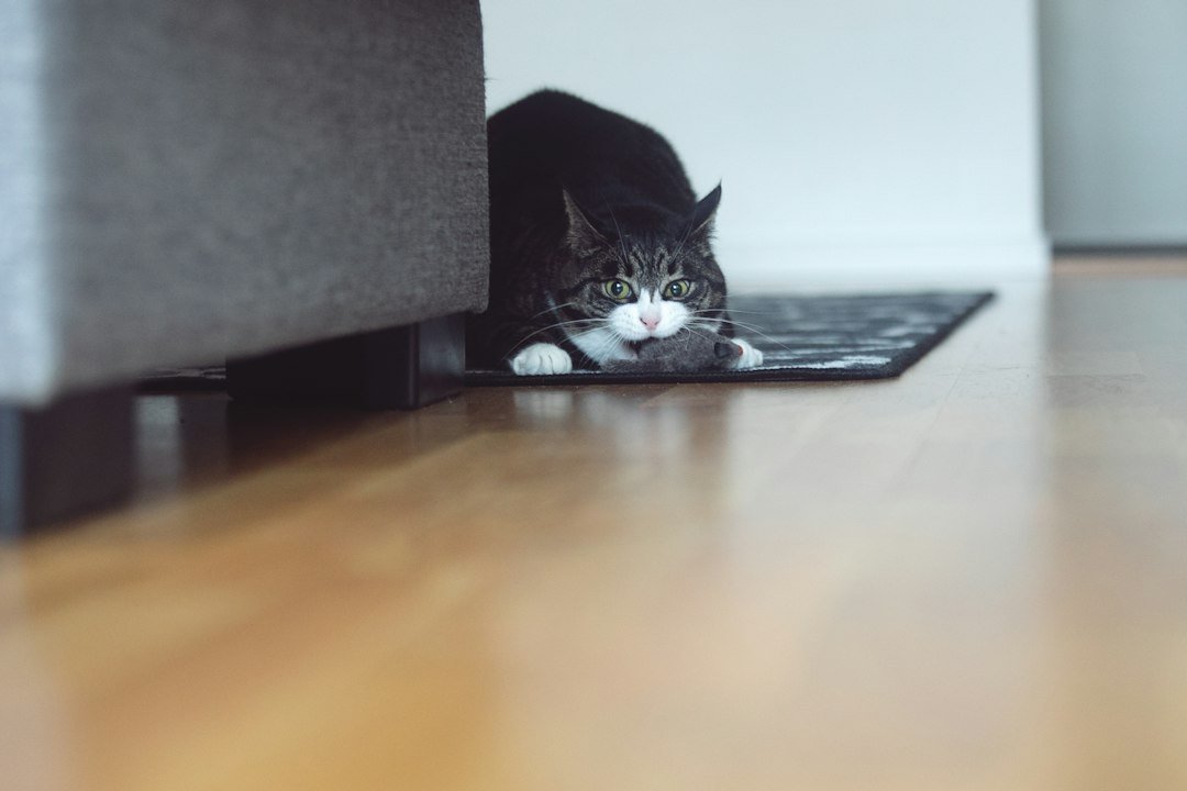 Black-and-white cat lying on a wooden floor beside low furniture