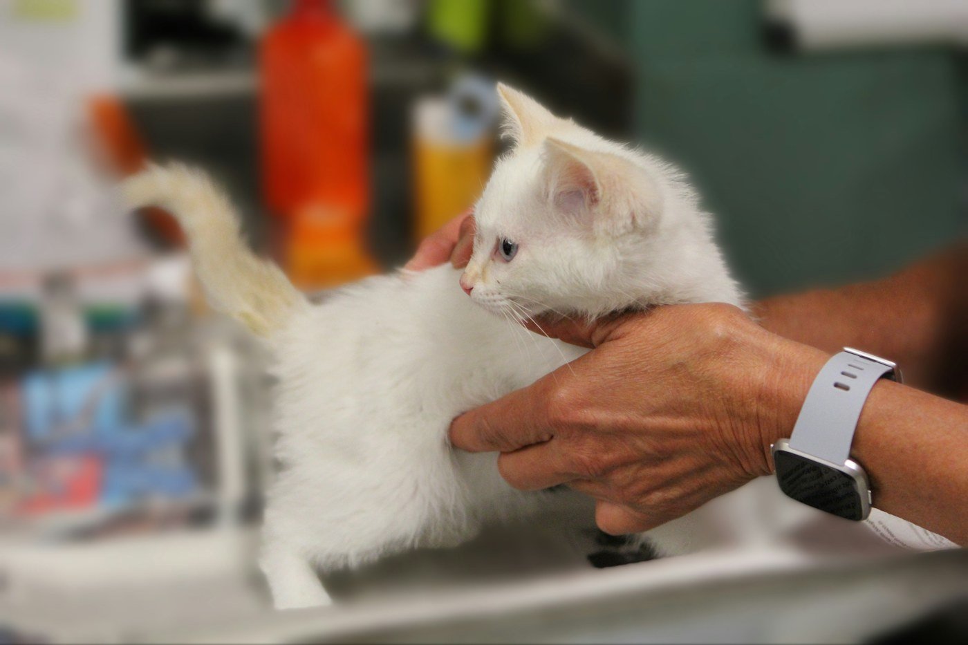 Illustrative stock photo of a cat being gently examined at a veterinary clinic
