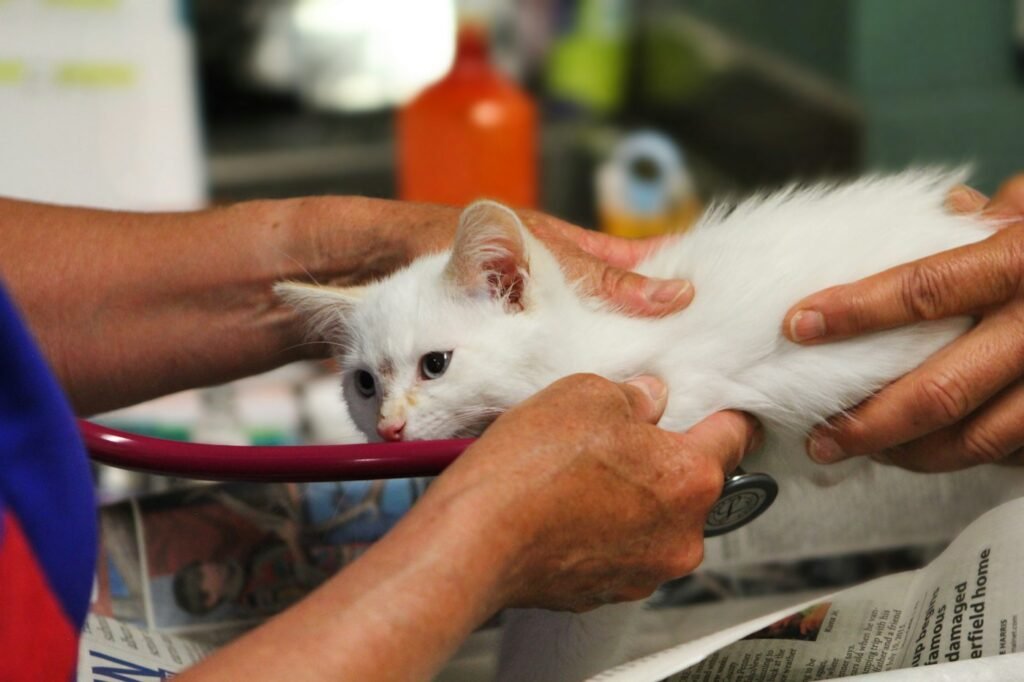 White cat being gently examined at a veterinary clinic