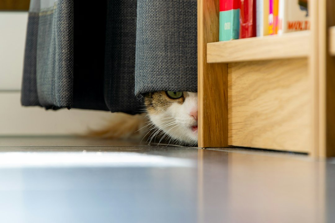 Brown-and-white cat resting on a wooden shelf indoors