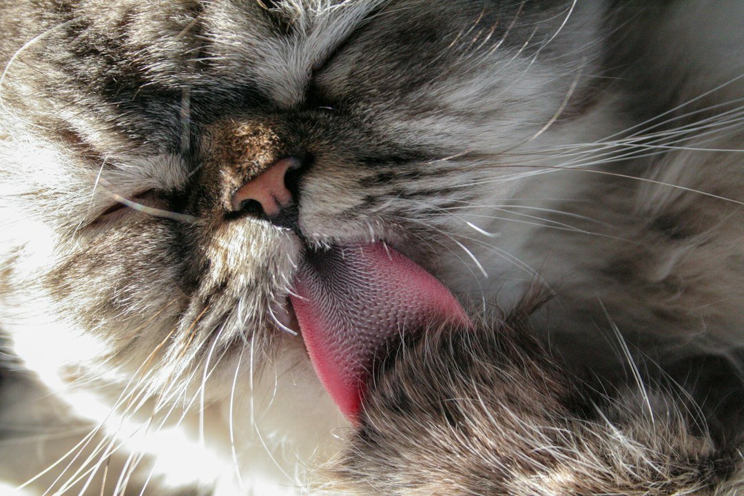 Close-up of a cat licking its fur while self-grooming