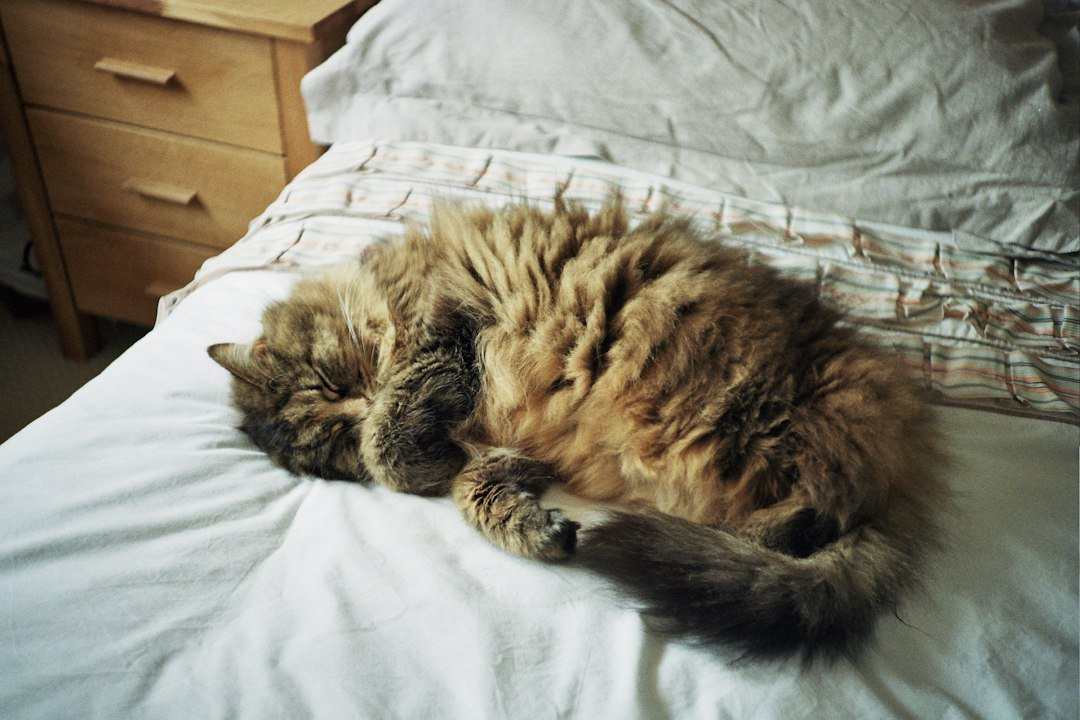 Long-haired tabby cat curled up asleep on a bed