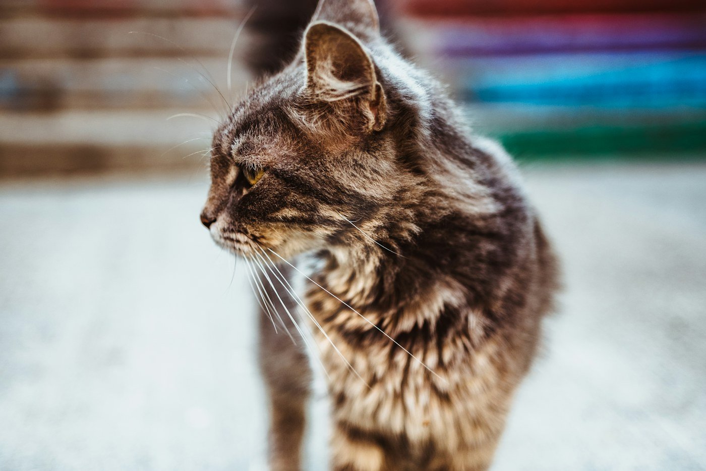 Illustrative stock photo of a cat standing in side view for body-shape observation