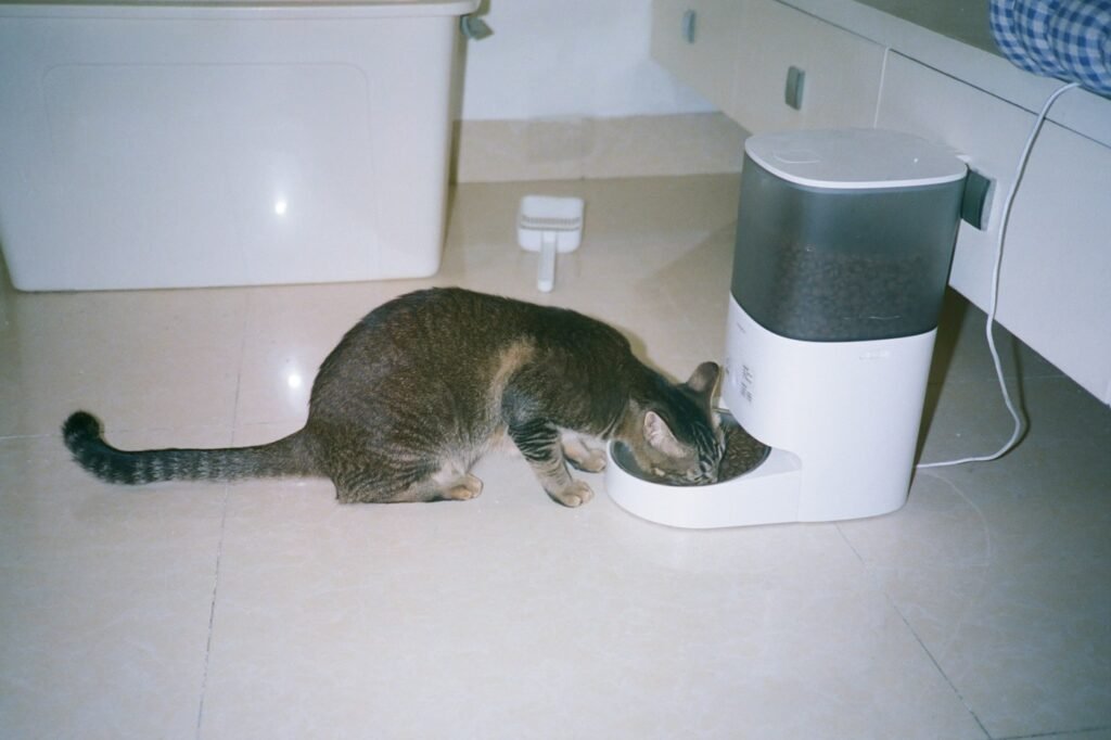 Tabby cat eating a small portion from an automatic feeder