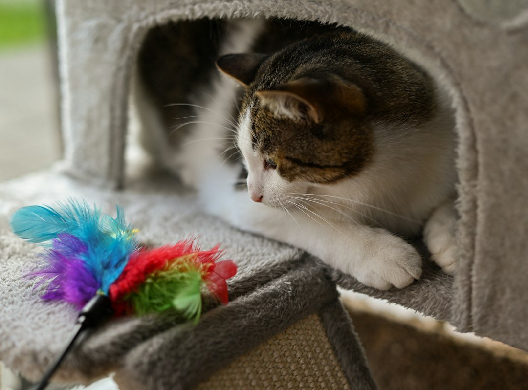 White-and-tabby cat watching a colorful feather toy from a cat tree