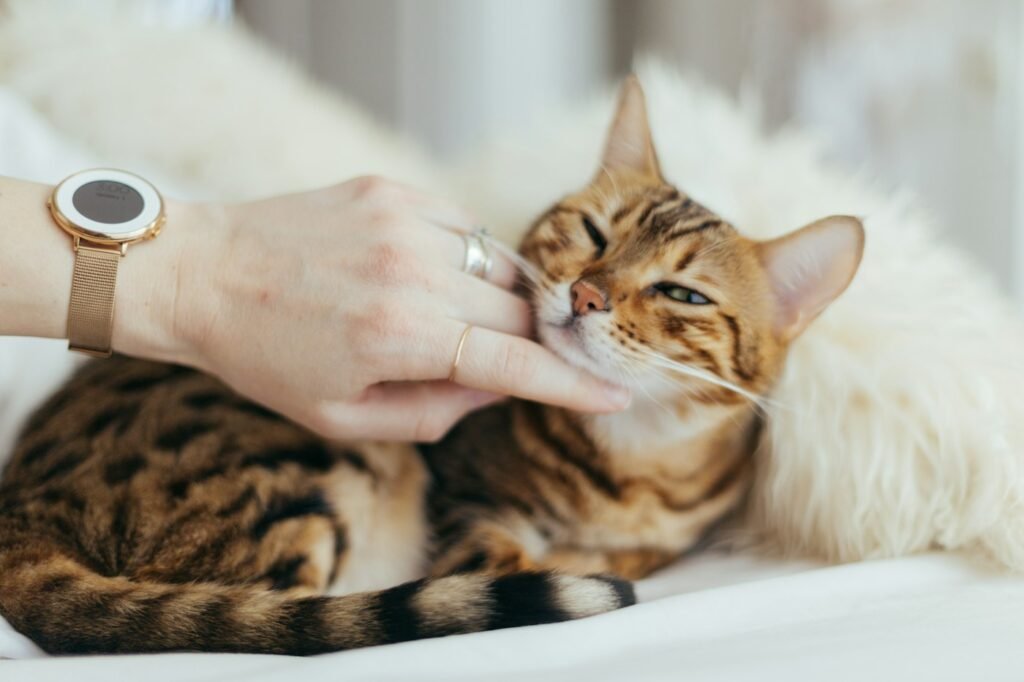 Person gently touching a relaxed tabby cat under the chin