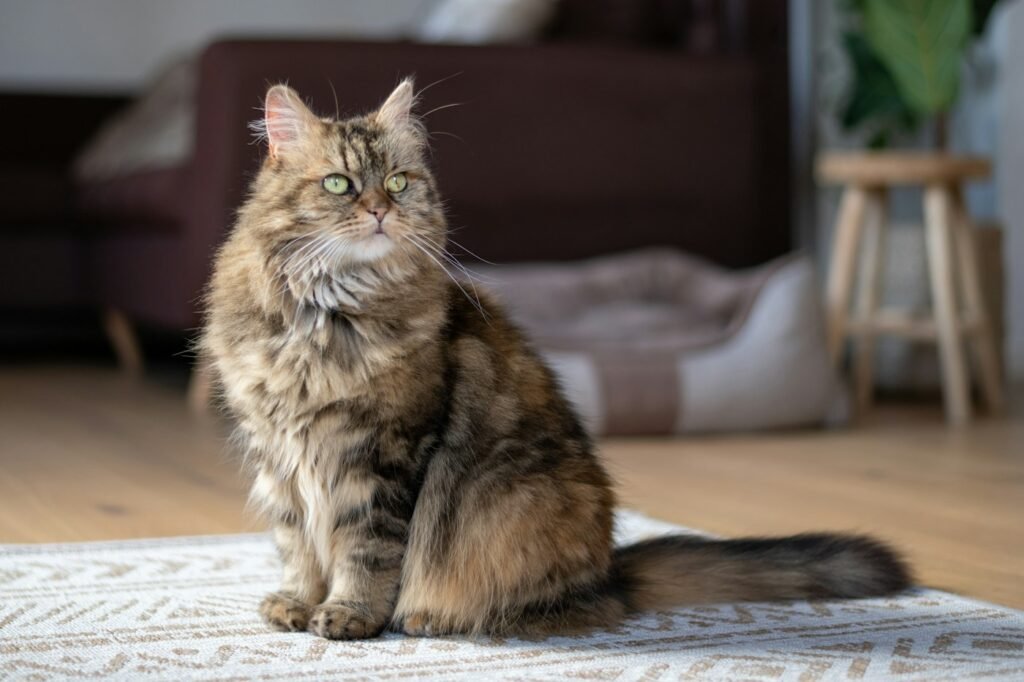 Long-haired brown tabby cat sitting indoors with its full coat visible