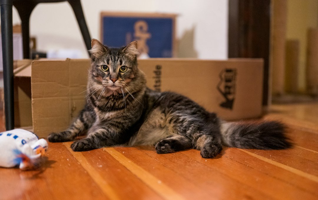 Tabby cat sitting on a wooden floor beside several toys