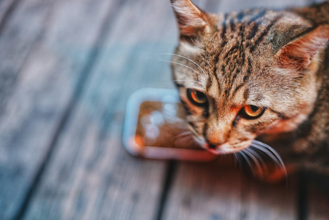 Illustrative tabby cat eating from a small food dish