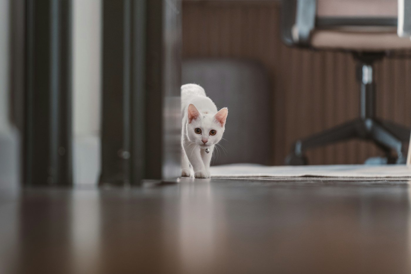 White cat walking along a clear hallway floor inside a home